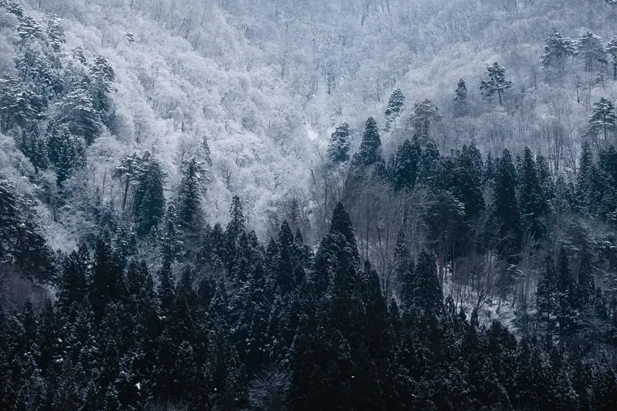 Joe Allam Profile Image